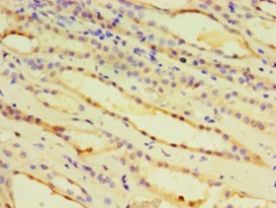 IDUA / MPS1 Antibody - Immunohistochemistry of paraffin-embedded human kidney using antibody at 1:100 dilution.  This image was taken for the unconjugated form of this product. Other forms have not been tested.