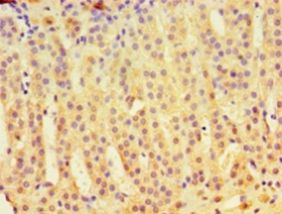 IDUA / MPS1 Antibody - Immunohistochemistry of paraffin-embedded human adrenal gland using antibody at 1:100 dilution.  This image was taken for the unconjugated form of this product. Other forms have not been tested.