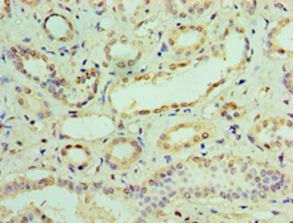IFIT3 Antibody - Immunohistochemistry of paraffin-embedded human kidney using antibody at 1:100 dilution.  This image was taken for the unconjugated form of this product. Other forms have not been tested.