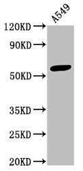 IFIT3 Antibody - Western Blot Positive WB detected in: A549 whole cell lysate All lanes: IFIT3 antibody at 3.3µg/ml Secondary Goat polyclonal to rabbit IgG at 1/50000 dilution Predicted band size: 56 kDa Observed band size: 56 kDa