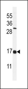 IFITM2 Antibody - Western blot of IFM2 Antibody in NCI-H460 cell line lysates (35 ug/lane). IFM2 (arrow) was detected using the purified antibody.