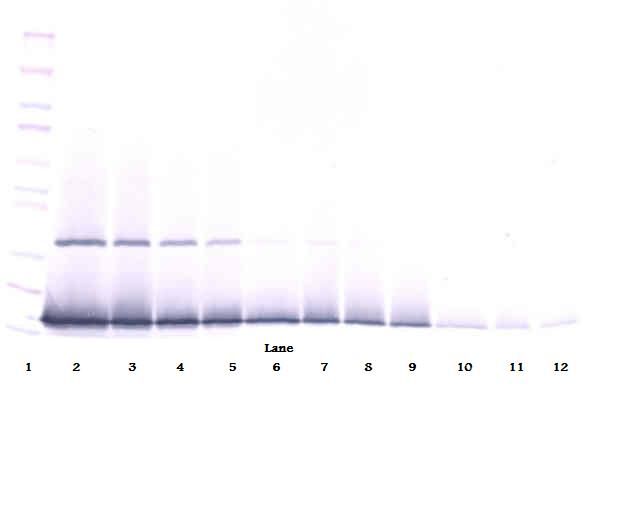 IFN Gamma / Interferon Gamma Antibody - Western Blot (non-reducing) of IFN-Gamma / Interferon Gamma antibody