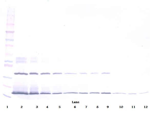 IFNL2 / IL28A Antibody - Western Blot (non-reducing) of IL28A / IL-28A antibody