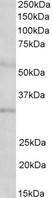 IGFBP1 Antibody - IGFBP1 antibody (2 ug/ml) staining of Human Placenta lysate (35 ug protein in RIPA buffer). Primary incubation was 1 hour. Detected by chemiluminescence.