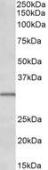 IGFBP1 Antibody - IGFBP1 antibody (0.1 ug/ml) staining of Human Placenta lysate (35 ug protein in RIPA buffer). Primary incubation was 1 hour. Detected by chemiluminescence.
