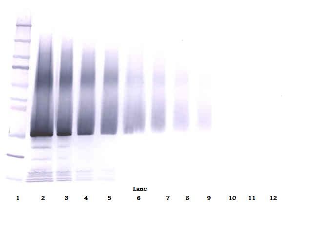 IGFBP5 Antibody - Western Blot (non-reducing) of IGFBP-5 antibody