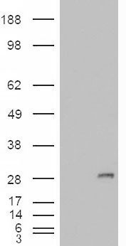 IGFBP6 Antibody - HEK293 overexpressing IGFBP6 (RC204060) and probed with (mock transfection in first lane).