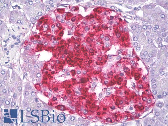 IGFBP7 / TAF Antibody - Anti-IGFBP7 / TAF antibody IHC of human pancreas, islets of Langerhans. Immunohistochemistry of formalin-fixed, paraffin-embedded tissue after heat-induced antigen retrieval. Antibody dilution 5 ug/ml.
