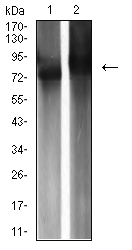 IGHM / IgM Antibody - Western blot analysis using IGHM mouse mAb against Raji (1) and Ramos (2) cell lysate.