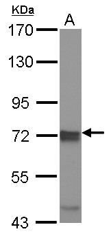 IKBKE / IKKI / IKKE Antibody - Sample (30 ug of whole cell lysate) A: 293T 7.5% SDS PAGE IKBKE antibody diluted at 1:10000