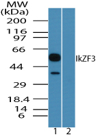 IKZF3 / AIOLOS Antibody - Western blot of IKZF3 in human spleen lysate in the 1) absence and 2) presence of immunizing peptide using IKZF3 / AIOLOS Antibody at 0.25 ug/ml.