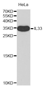 IL-33 Antibody - Western blot analysis of extracts of HeLa cells.