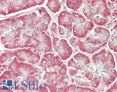 IL12A / p35 Antibody - Human Pancreas: Formalin-Fixed, Paraffin-Embedded (FFPE)