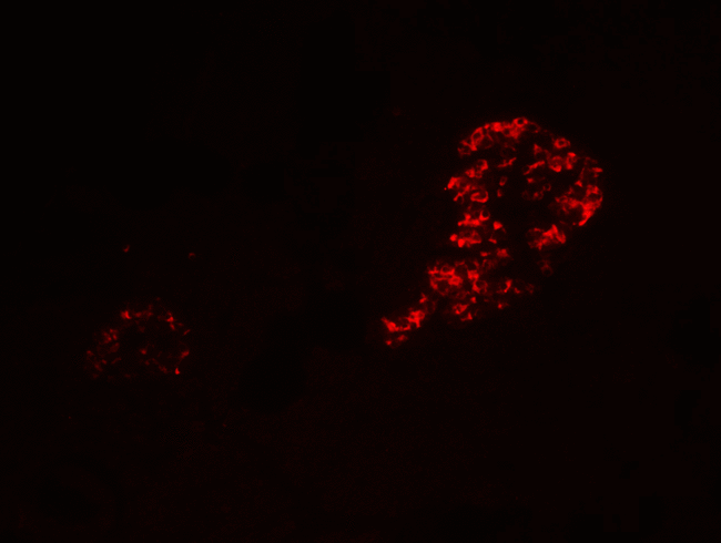 IL12A / p35 Antibody - Immunofluorescence of IL-12A in human pancreas tissue with IL-12A Antibody at 20 ug/mL.