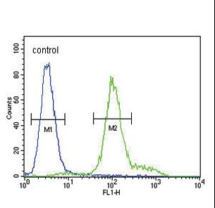 IL12RB2 Antibody - IL12RB2 Antibody flow cytometry of MDA-MB435 cells (right histogram) compared to a negative control cell (left histogram). FITC-conjugated goat-anti-rabbit secondary antibodies were used for the analysis.