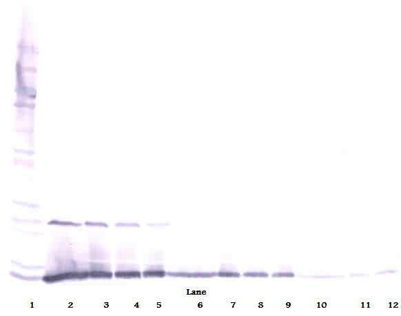 IL13 Antibody - Western Blot (reducing) of IL-13 antibody