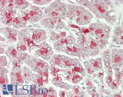 IL13RA1 / IL13R Alpha 1 Antibody - Human Pancreas: Formalin-Fixed, Paraffin-Embedded (FFPE)