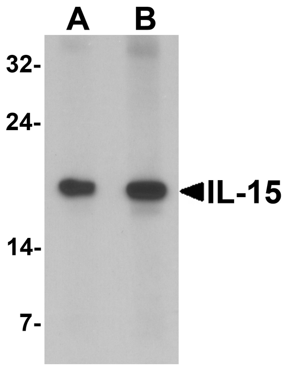 IL15 Antibody - Western blot analysis of IL-15 in rat spleen tissue lysate with IL-15 antibody at (A) 1 and (B) 2 ug/ml