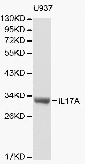 IL17A Antibody - Western blot of IL17A pAb in extracts from U937 cells.