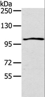 IL17RA Antibody - Western blot analysis of K562 cell, using IL17RA Polyclonal Antibody at dilution of 1:200.