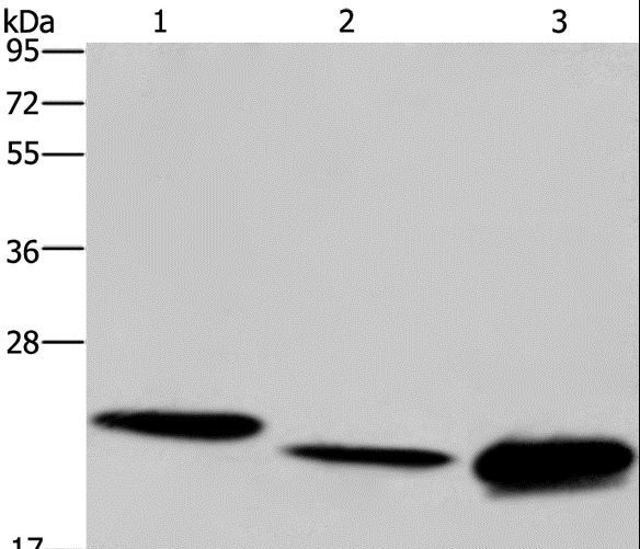 IL19 Antibody - Western blot analysis of HeLa cell, mouse liver tissue and Raji cell, using IL19 Polyclonal Antibody at dilution of 1:550.