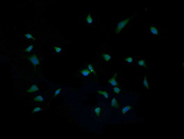 IL1F9 Antibody - Immunofluorescent staining of HeLa cells using anti-IL1F9 mouse monoclonal antibody.