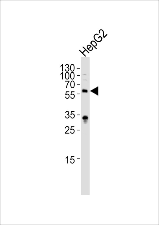 IL1R1 Antibody - Western blot of lysate from HepG2 cell line, using IL1R-pY496. Antibody was diluted at 1:1000. A goat anti-rabbit IgG H&L (HRP) at 1:5000 dilution was used as the secondary antibody. Lysate at 35ug.
