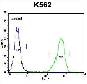 IL1RL2 Antibody - IL1RL2 Antibody flow cytometry of K562 cells (right histogram) compared to a negative control cell (left histogram). FITC-conjugated goat-anti-rabbit secondary antibodies were used for the analysis.