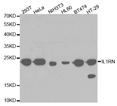 IL1RN Antibody - Western blot analysis of extracts of various cell lines, using IL1RN antibody.