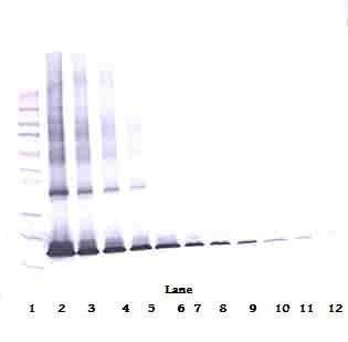 IL1RN Antibody - Western Blot (non-reducing) of IL1RN / IL-1RA antibody