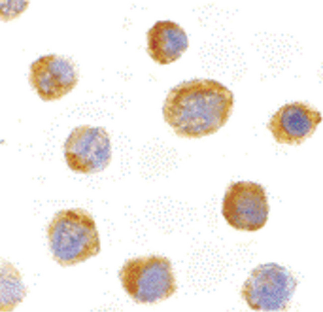 IL27 Antibody - Immunocytochemistry of IL-27 in EL4 with IL-27 antibody at 10 ug/ml.