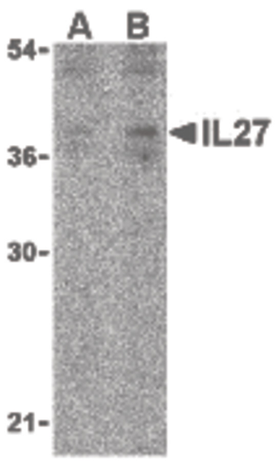 IL27 Antibody - Western blot of IL-27 in EL4 lysate with IL-27 antibody at (A) 2 and (B) 4 ug/ml.