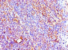 IL3 Antibody - Immunohistochemistry of paraffin-embedded human tonsil using antibody at 1:100 dilution.