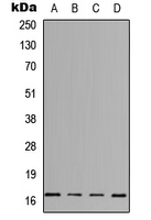 IL3 Antibody - Western blot analysis of IL-3 expression in HeLa (A); Jurkat (B); Raw264.7 (C); PC12 (D) whole cell lysates.