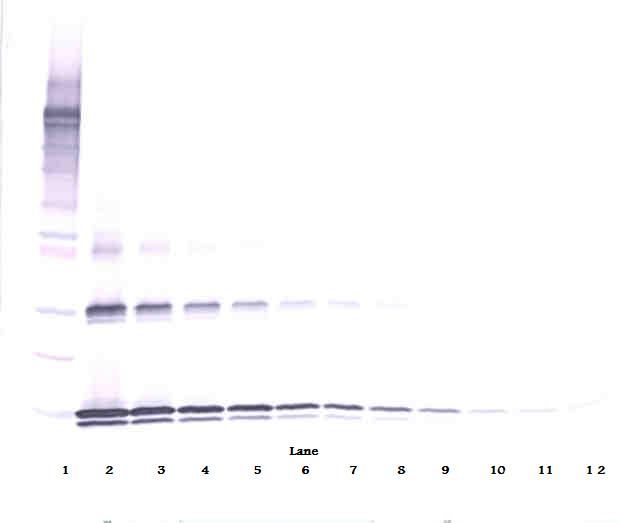 IL31 Antibody - Western Blot (non-reducing) of IL-31 antibody