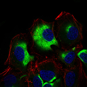 IL3RA / CD123 Antibody - Immunofluorescence of HeLa cells using IL3RA mouse monoclonal antibody (green). Blue: DRAQ5 fluorescent DNA dye. Red: Actin filaments have been labeled with Alexa Fluor-555 phalloidin.