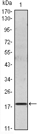 IL6 / Interleukin 6 Antibody - Western blot using IL6 mouse monoclonal antibody against IL6 recombinant protein.