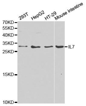 IL7 Antibody - Western blot analysis of extracts of various cell lines, using IL7 antibody.