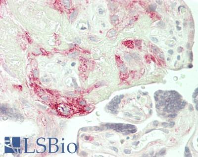 IL7 Antibody - Human Placenta: Formalin-Fixed, Paraffin-Embedded (FFPE)