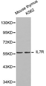 IL7R / CD127 Antibody - Western blot of IL7R pAb in extracts from mouse thymus tissue and K562 cells.