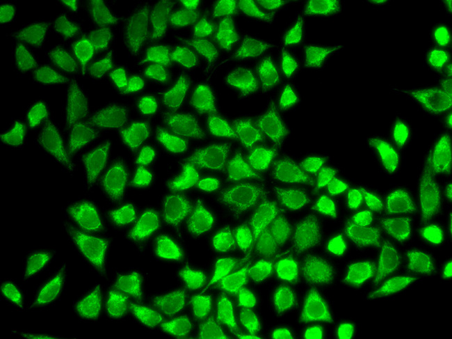 IL7R / CD127 Antibody - Immunofluorescence analysis of HeLa cells using IL7R antibody.