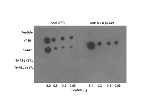 IL7R / CD127 Antibody - Dot Blot of Rabbit anti-IL-7 Receptor antibody. Antigen: IL-7 Receptor and IL-7 Receptor pY449 forms of the immunizing peptide and THRB1 and THRB1 pY171 as controls. Load: 3.0, 0.3, 0.1, 0.05 ug as indicated. Primary antibody: IL-7 Receptor antibody at 1:400 for 45 min at 4°C. Secondary antibody: Dylight488 rabbit secondary antibody at 1:10000 for 45 min at RT. Block: 5% BLOTTO overnight at 4°C.