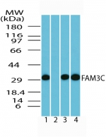 ILEI / FAM3C Antibody - Western blot of human FAM3C in human brain lysate (0.5 ug/ml) 1) absence, 2) presence of immunizing peptide, 3) mouse brain lysate (0.5 ug/ml), and 4) in rat brain lysate (0.5 ug/ml) using antibody
