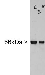 INA / Alpha Internexin Antibody - Blot of homogenate of rat facial nucleus incubated with INA / Alpha Internexin antibody, which reveals a single clean band running at ~66 kDa.