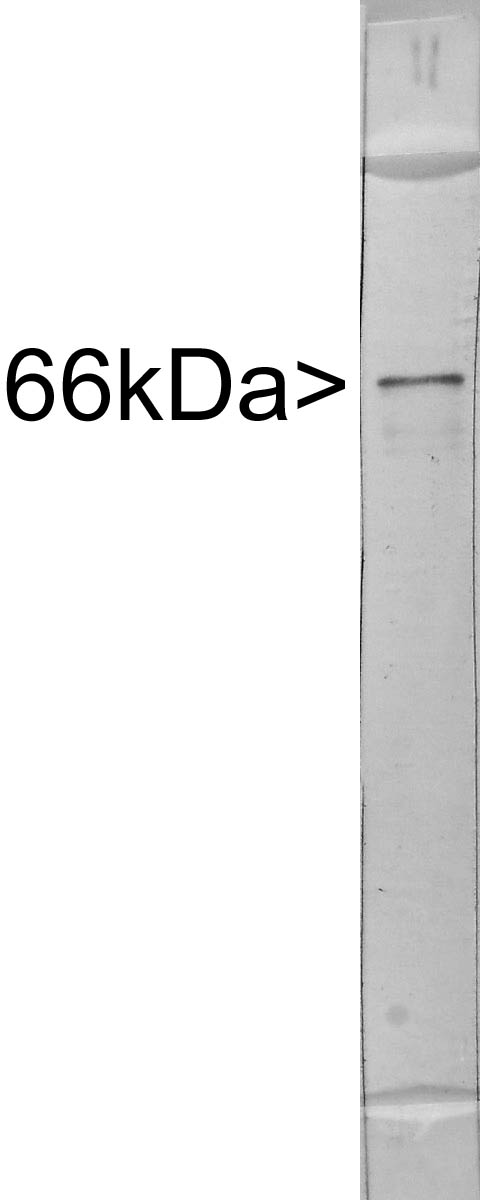 INA / Alpha Internexin Antibody - Western blot of extract of rat brain stem crude extract stained with INA antibody, showing a single strong clean band at ~66kDa.