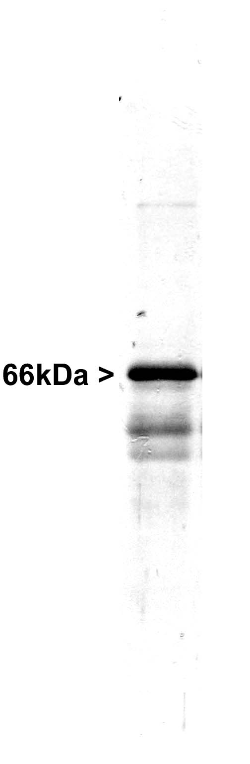INA / Alpha Internexin Antibody - Western blot of whole rat spinal cord homogenate stained with INA / Alpha Internexin antibody, at dilution of 1:20,000. A prominent band running at ~66kDa is apparent, as well as smaller lower bands which are apparently degradation products. A minor band at ~150kDa is also seen, apparently resulting from dimerization of alpha-internexin.