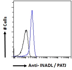 INADL / PATJ Antibody - Goat Anti-INADL / PATJ Antibody Flow cytometric analysis of paraformaldehyde fixed A431 cells (blue line), permeabilized with 0.5% Triton. Primary incubation 1hr (10ug/ml) followed by Alexa Fluor 488 secondary antibody (1ug/ml). IgG control: Unimmunized goat IgG (black line) followed by Alexa Fluor 488 secondary antibody.