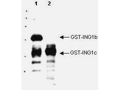 ING1 Antibody - Anti-p33 ING1 Antibody - Western Blot. Western blot analysis is shown using Affinity Purified anti-p33 ING1 antibody to detect over expressed Human ING1 present in cell nuclear extracts. This western blot shows reactivity with purified recombinant GST tagged human ING1b (lane 1) and ING1c protein (lane 2). No reactivity is seen against GST or other ING proteins (not shown). Reactivity of this polyclonal antibody is similar to the specificity of a positive control monoclonal antibody (not shown). The blot was incubated with a 1:1000 dilution of the antibody at room temperature followed by detection using standard techniques. Personal communication Xiaolan Feng, U. Calgary.