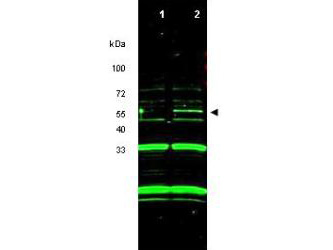 ING3 Antibody - Anti-ING3 Antibody - Western Blot. Western blot of purified anti-ING3 antibody shows detection of a band at ~55 kD corresponding to ING3 in RKO cells transfected with ING3 (lane 2). Control RKO cells do not show detection of this specific band (lane 1). The identity of the non-specific bands at 33 kD and 20 kD has not been determined. Each lane contains approximately 10 ug of RKO whole cell lysate (ATCC# CRL-2577 - human colon cancer) separated on a 4-20% Tris-Glycine gel by SDS-PAGE and transferred to nitrocellulose. After blocking with 5% NF dry milk, the membrane was probed with the primary antibody diluted to 1:1000. Incubation was at 4C overnight followed by washes and reaction with a 1:20000 dilution of IRDye800 conjugated Rb-a-Goat IgG [H&L] MXHu ( for 45 min at room temperature. IRDye800 fluorescence image was captured using the Odyssey Infrared Imaging System developed by LI-COR. IRDye is a trademark of LI-COR, Inc. Other detection systems will yield similar results.