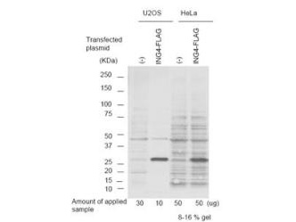 ING4 Antibody - Anti-p29 ING4 Polyclonal Antibody - Western Blot. Anti-p29 ING4 polyclonal antibody detects ING4 protein by Western blot of over expressed cell lysates. This antibody was used at 1.0 ug/ml to detect ING4 expression in control (-) and transformed U2OS and HeLa cell lysates. A predominant band corresponding to p29 ING4 is only seen in lysates from transformed cells. Personnel Communication, Motoko Unoki, NCI, NIH.
